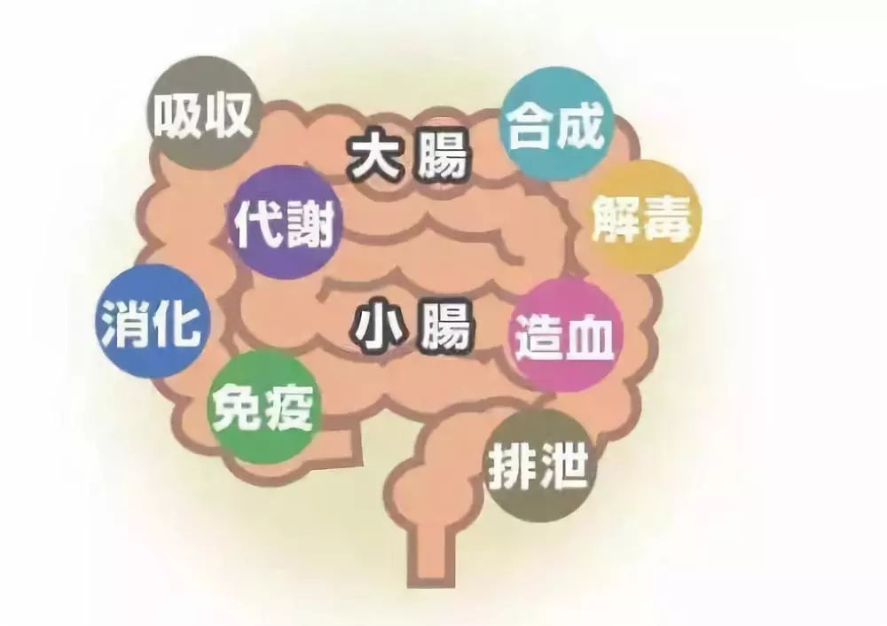 换季是“肠道”的一个坎，只要记住这一点，轻松调理肠道！！！